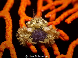 Decorated Boxer Crab with eggs by Uwe Schmolke 